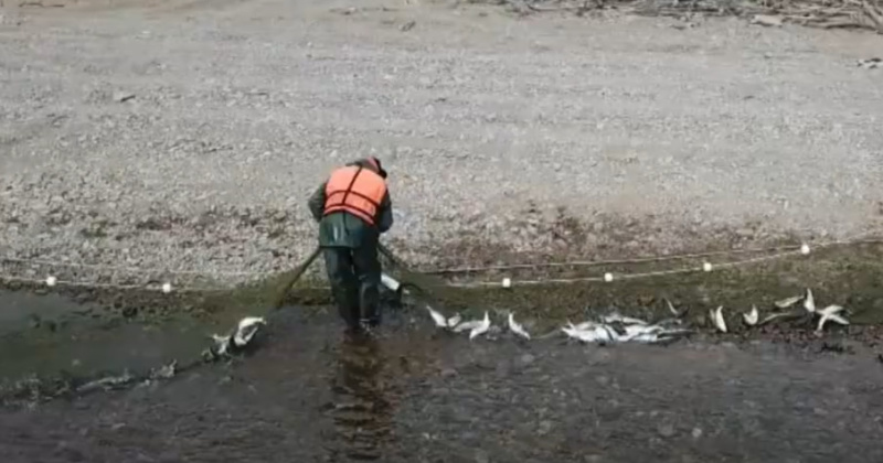 Критерии «добросовестности» пользователей рыболовных участков обсудили в департаменте рыбного хозяйства Магаданской области