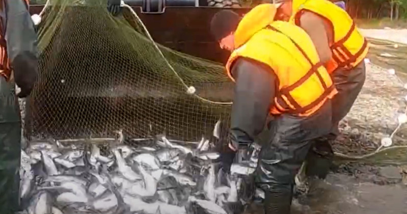 Магаданская ассоциация рыбопромышленников прогнозирует подорожание рыбной продукции на треть