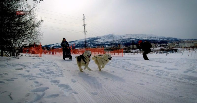 1 апреля пройдёт Чемпионат и Первенство Магадана по снежным дисциплинам ездового спорта