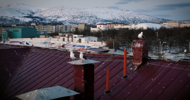 Чайки готовятся к заселению на крыши Магадана