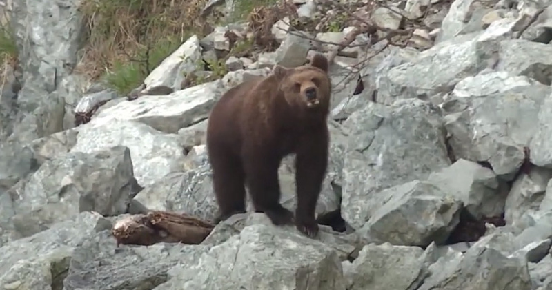 В российском регионе медведь растерзал бампер сбившего его автомобиля