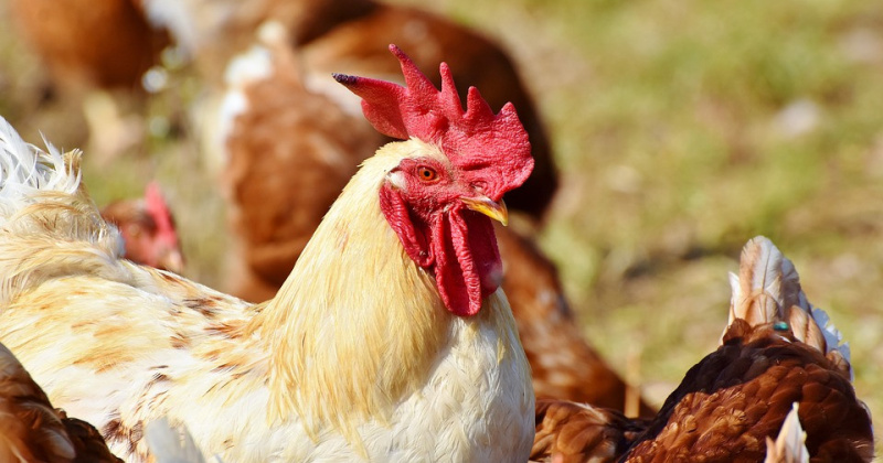 Высокопатогенный птичий грипп обнаружен на Колыме