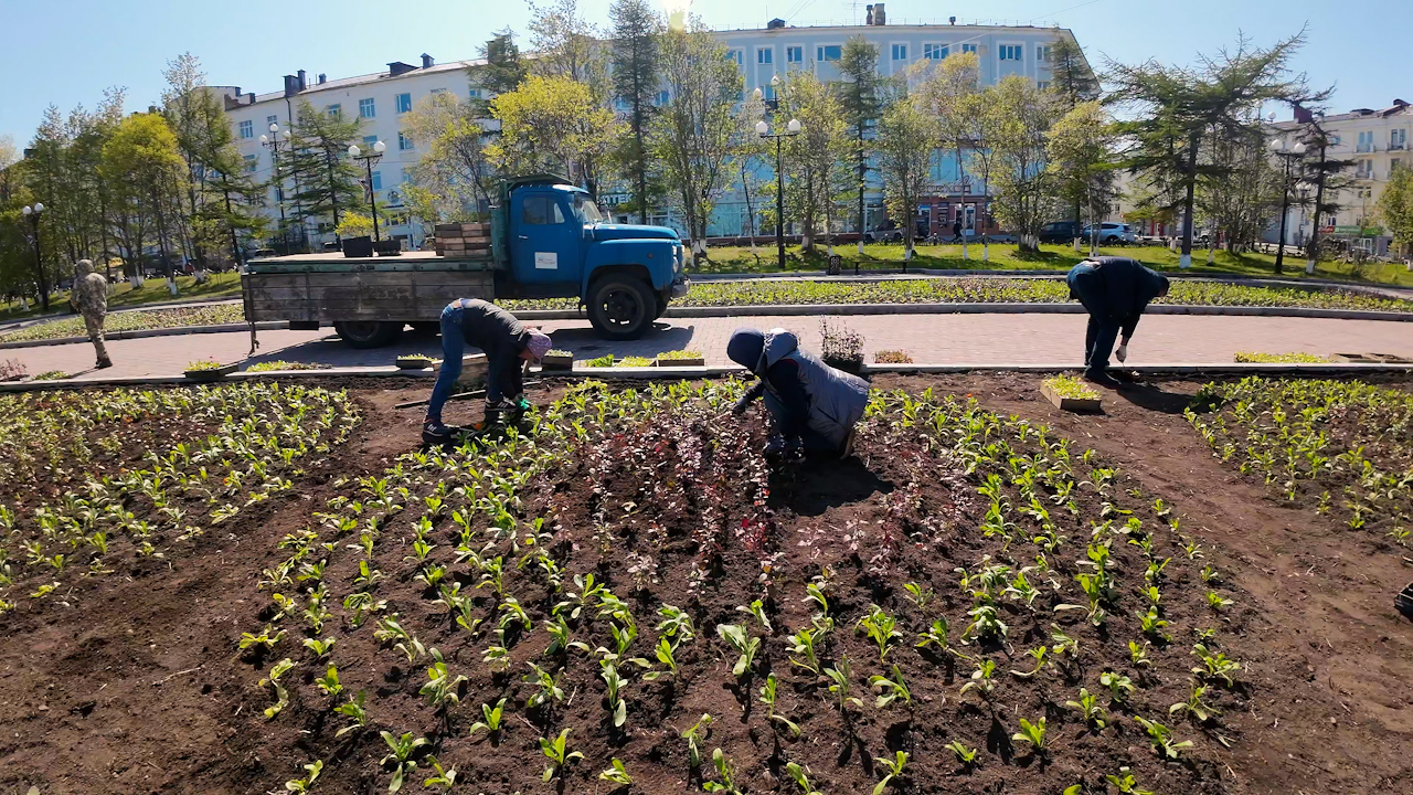 В главном сквере Магадана заканчивают высадку цветов на клумбы | 15.06.2023  | Магадан - БезФормата