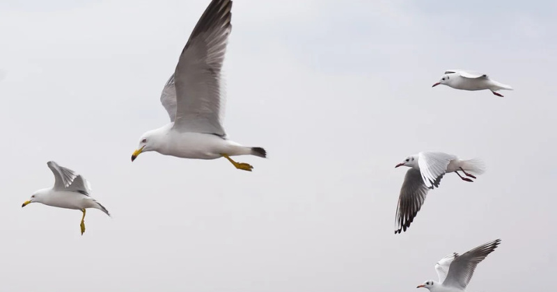 На территории Магаданской области продолжают выявлять павших диких птиц на побережье Охотского моря