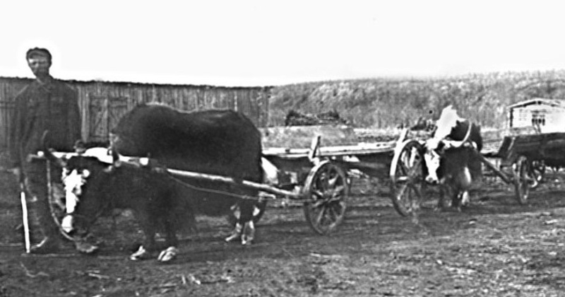 28 июня 1936 года в устье реки Таскан была создана первая на Колыме опытная сельскохозяйственная станция