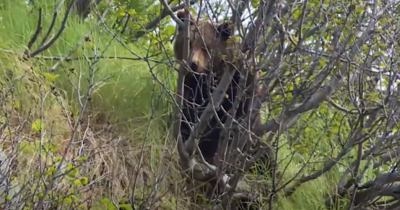 Тело магаданки со следами нападение медведя обнаружено в областном центре (Видео)