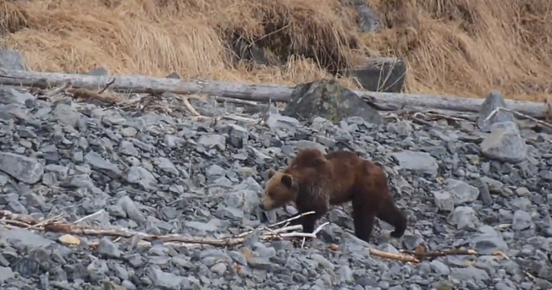 Гибель магаданки от лап медведя – несоблюдение техники безопасности, считают в Охотнадзоре