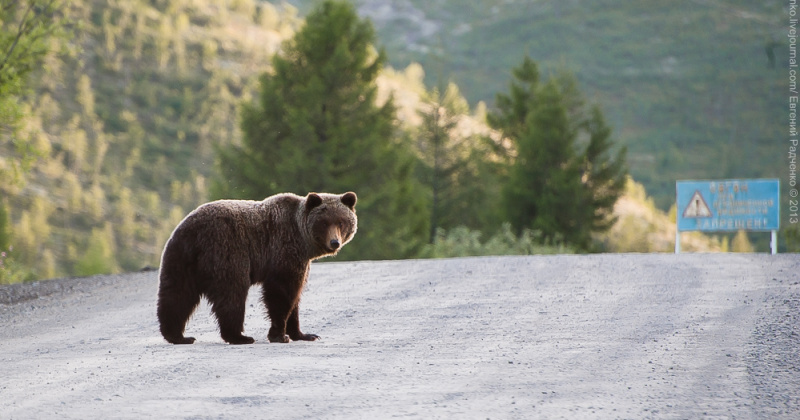 Медведь сбежал с места ДТП на колымской трассе