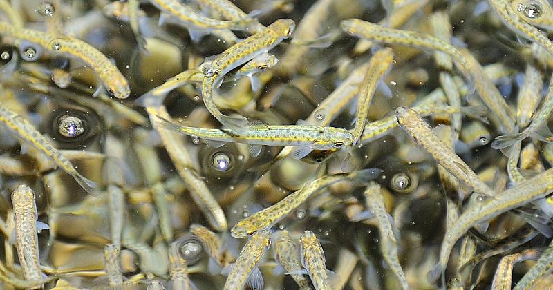 Более 12,55 млн шт. мальков лососевых видов рыб выпустили в водоемы магаданские рыбоводы
