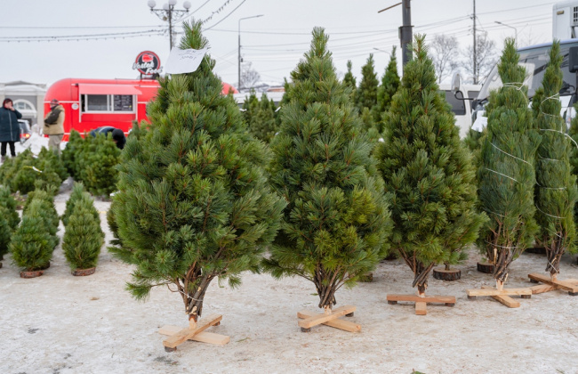 Новогодние елки будут продавать в Магадане до самого праздника