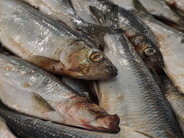С 1 апреля в России стартует обязательная маркировка икры осетровых и лососевых рыб