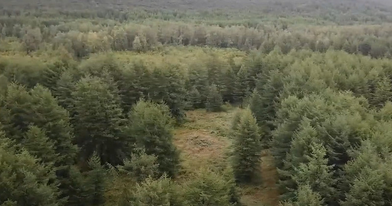Магаданская область на четверть увеличила лесную доходность в 2023 году
