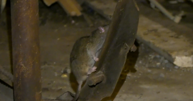 Жалоб на крыс в Магадане меньше чем три – четыре года назад.