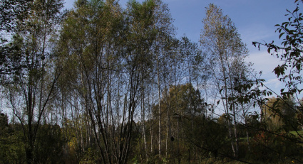 На Колыме полицейские возбудили уголовное дело по факту незаконной вырубки лесных насаждений