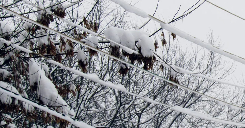Отложение мокрого снега на проводах и деревьях ожидается в районах Колымы