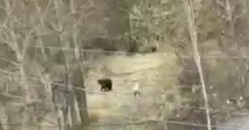 Колымчане в социальных сетях жалуются на небывалый разгул медведей, ссылаясь на то, что год от года их численность растет