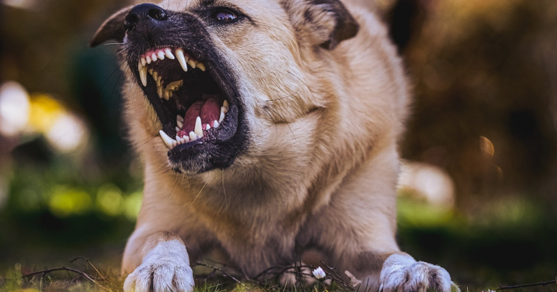По иску прокурора Магадана суд взыскал компенсацию морального вреда в пользу пострадавшего от нападения бездомной собаки