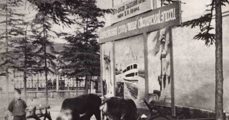 2 июля 1952 года «Советская Колыма» сообщила, что зооуголок парка двумя лисятами, переданными охотниками-любителями