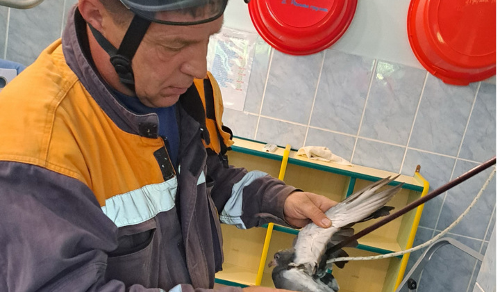Спасатели освободили птицу из вентиляционной шахты в Магадане