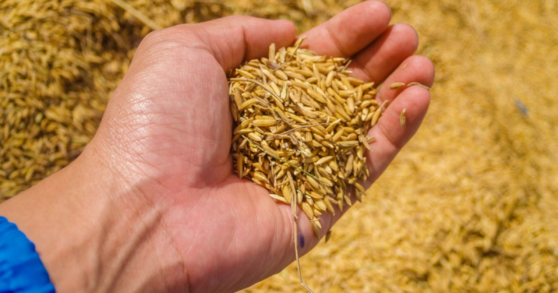 Предпринимателю из Магаданской области объявлено предостережение за неизвещение о доставке более 150 тонн семян овса