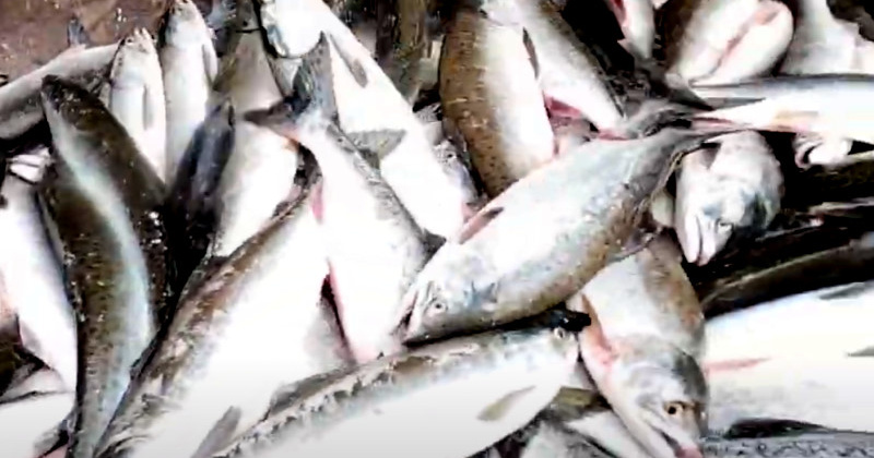 Первую тысячу тонн красной рыбы поймали в Магаданской области за две недели путины