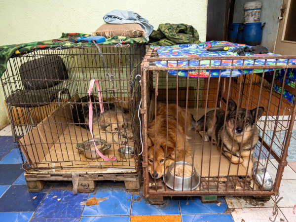 Магаданская областная Дума приняла поправки в Законы «О порядке осуществления деятельности по обращению с животными без владельцев»