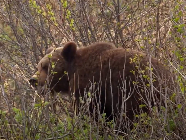 Соблюдайте осторожность при посещении леса. Возможна встреча с медведем!
