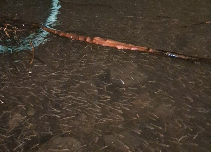 Пополнение новых партий мальков в Колымский водораздел