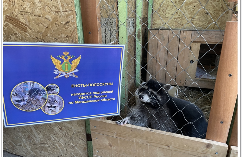 Магаданские приставы приняли участие в благотворительности, взяв на себя опеку над енотами в КФХ «Эвелина».