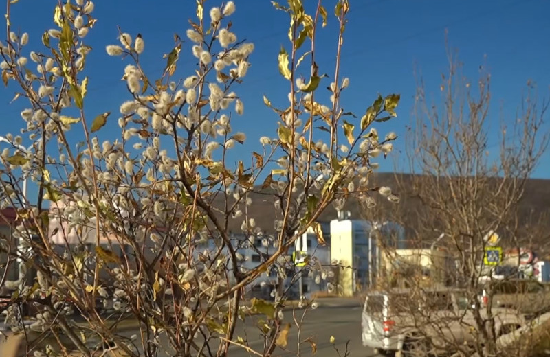 В Магадане в октябре зацвела верба