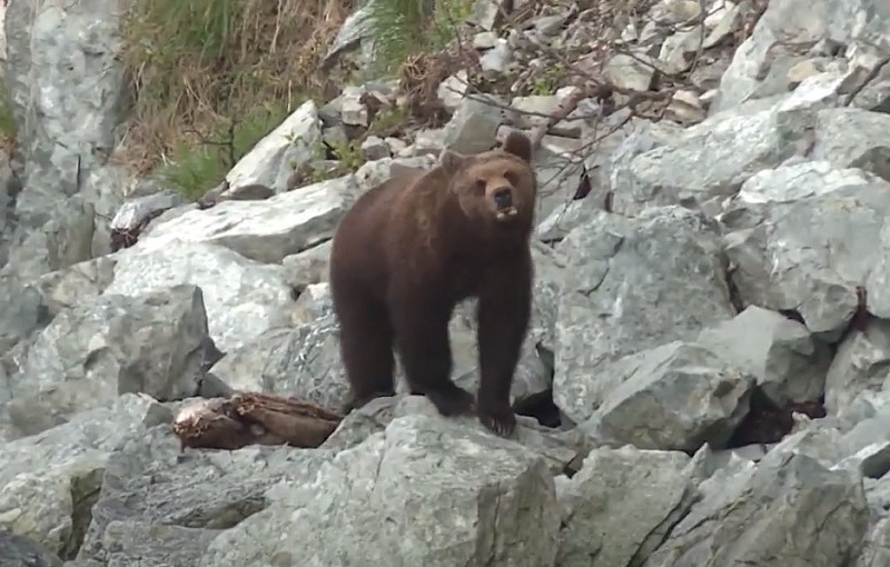 Медведи на Охотском побережье не могут уснуть из-за отсутствия снега