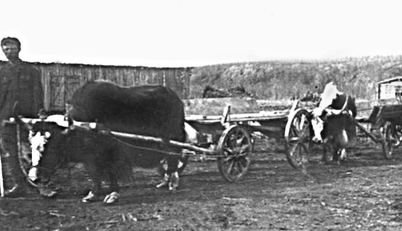 4 ноября 1934 года создан совхоз «Эльген», один из старейших на Колыме