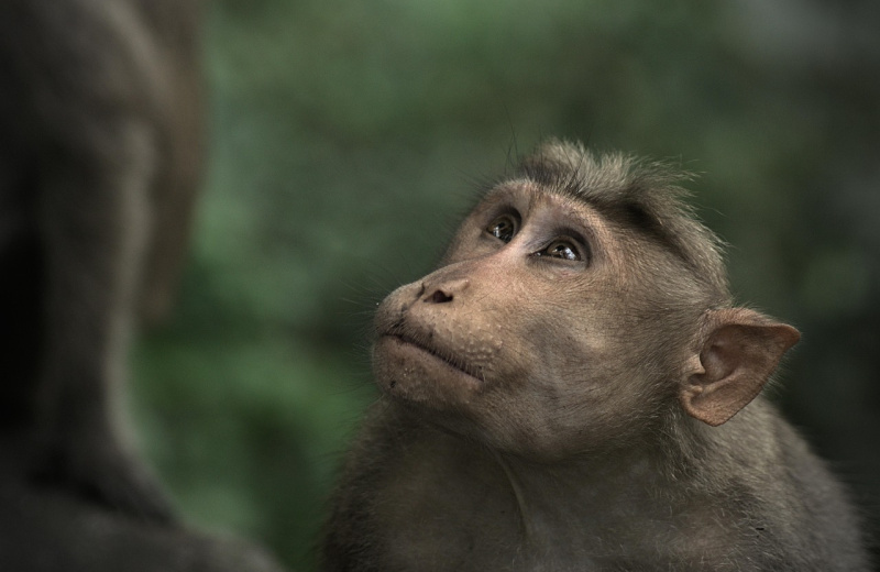 Магаданца покусала обезьяна