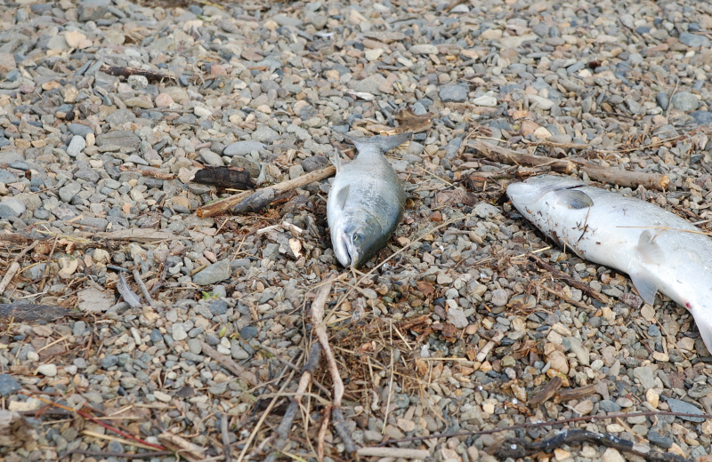 За 10 месяцев 2025 года на территории региона проведено 1709 контрольно надзорных мероприятий, выявлено 836 правонарушений