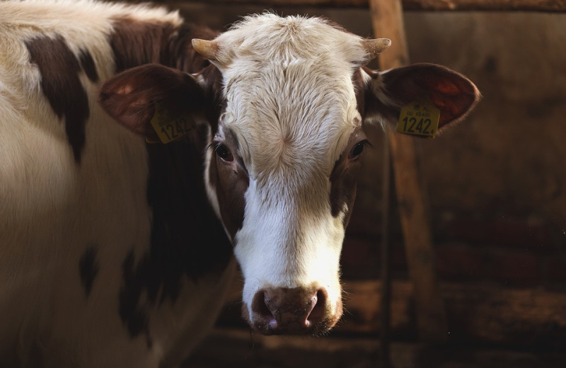 Магаданского фермера обязали устранить нарушения ветеринарного законодательства