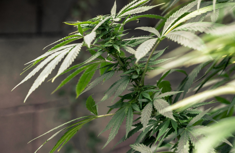 Бывший преподаватель местного политехникума осужден за незаконный оборот наркотиков