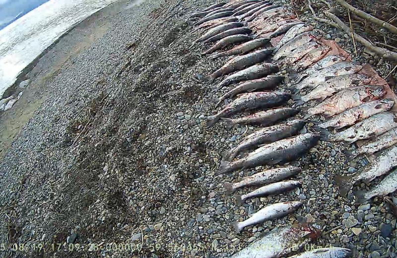 Прокуратура утвердила обвинительный акт по уголовному делу о незаконном вылове лосося стоимостью свыше 130 тыс. рублей