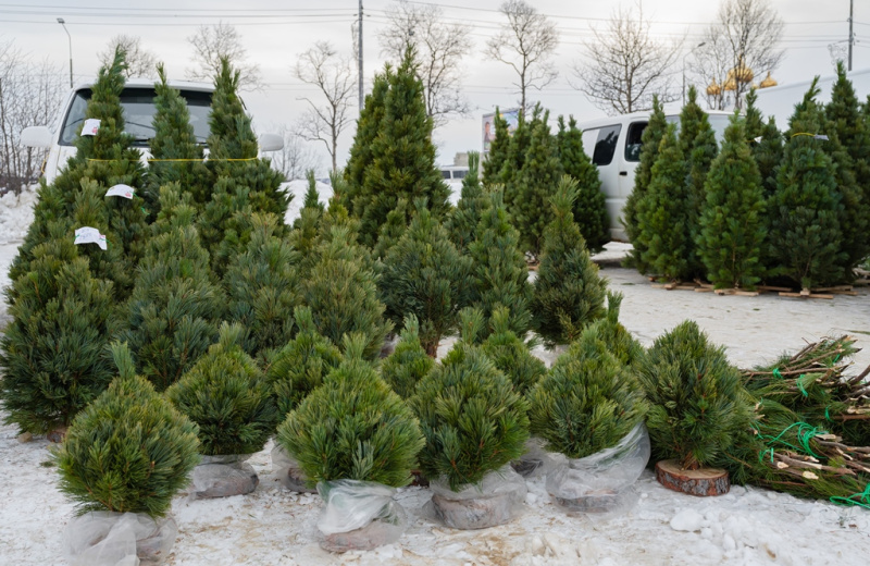 В колымской столице на улице Пролетарской с 15 декабря начнёт работать ёлочный базар