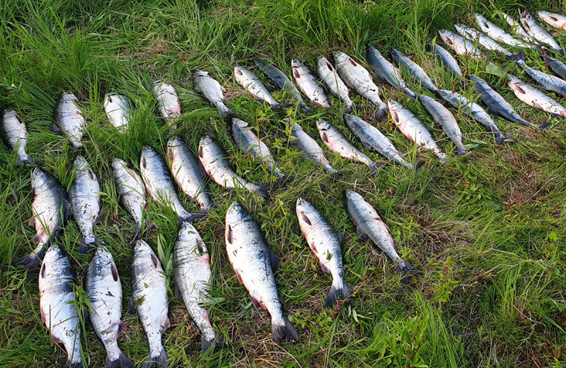 Прокуратура утвердила обвинительный акт по уголовному делу о незаконном вылове красной рыбы стоимостью свыше 290 тыс. рублей