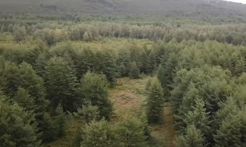 Магаданская область в лидерах по лесопатологическим обследованиям