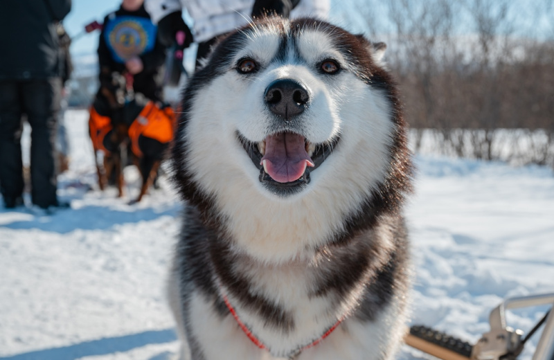 Всего два дня осталось у магаданцев, чтобы подать заявку на участие в выставке собак северных пород