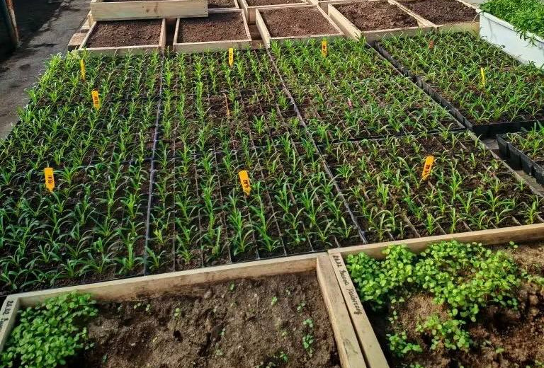 Специалисты Комбината зелёного хозяйства в этом году начали работу в теплицах на две недели раньше