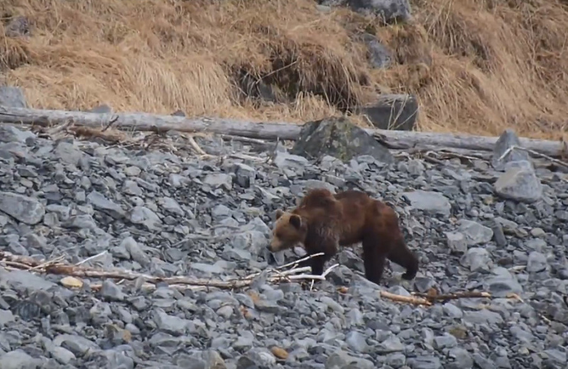 Управление Госохотнадзора Магаданской области проводит мониторинг бурых медведей