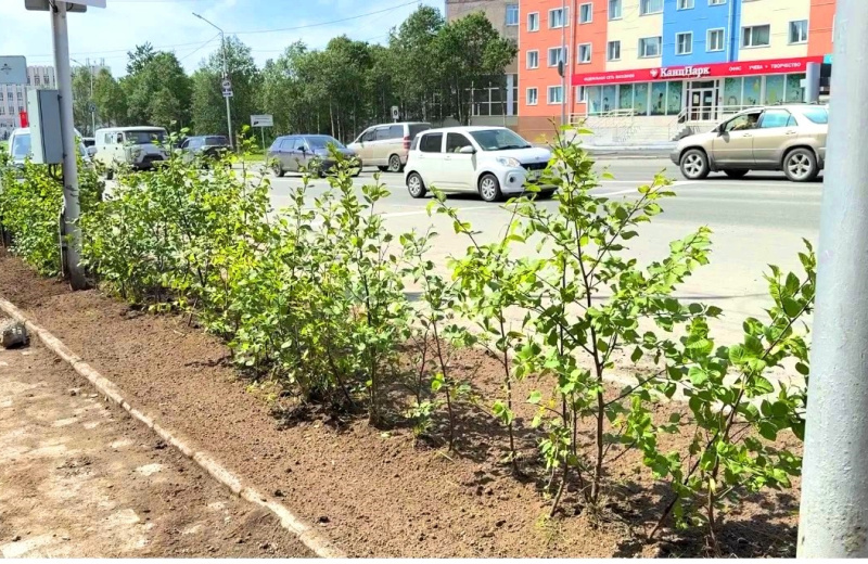 Живые зелёные изгороди высаживают на улицах Магадана